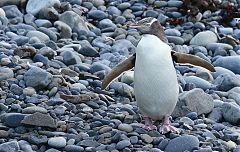 Yellow-eyed Penguin